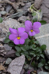 Viola comollia