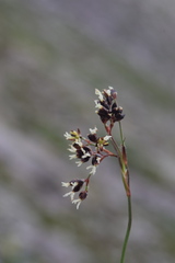 Luzula alpinopilosa