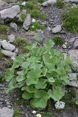 Adenostyles leucophylla