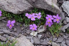 Viola comollia
