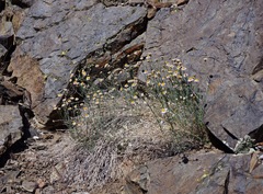 Erigeron breweri porphyreticus