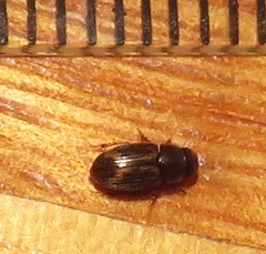 Aphodiini