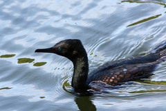 Phalacrocorax fuscicollis