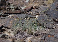Erigeron breweri porphyreticus