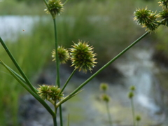 Juncus validus