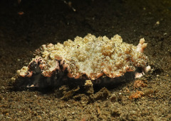 Dermatobranchus pustulosus