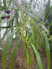 Acacia longifolia longifolia