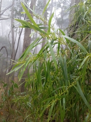 Acacia longifolia longifolia