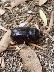 Oryctes nasicornis ameliae