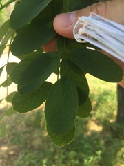 Robinia
