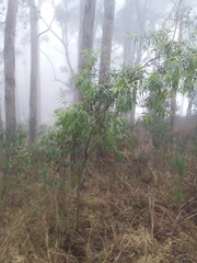 Acacia longifolia longifolia