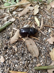 Oryctes nasicornis ameliae