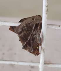 Phocoderma