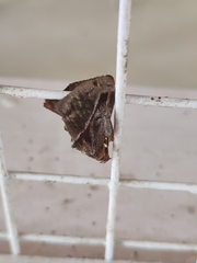 Phocoderma