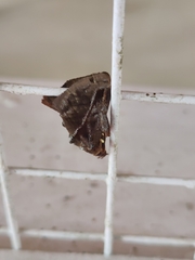 Phocoderma