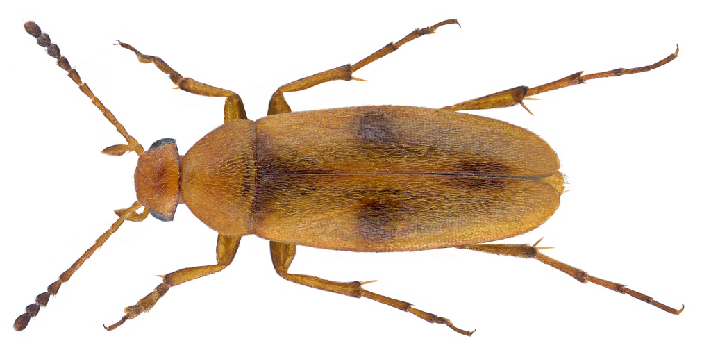 Anaspis maculata