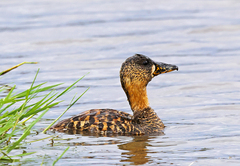 Thalassornis leuconotus
