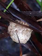 Tenodera australasiae