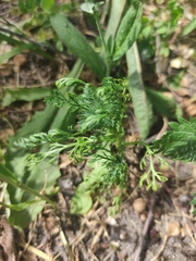 Artemisia abrotanum