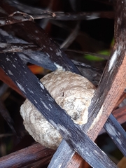 Tenodera australasiae