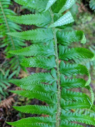 Anderson's holly fern (Polystichum andersonii)