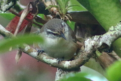 Cantorchilus modestus