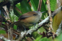 Cantorchilus modestus