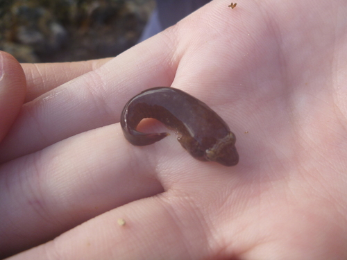 Flathead clingfish (Conidens laticephalus) — Gobiesocidae — 2