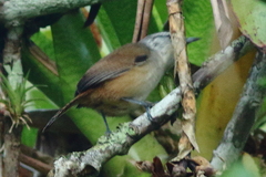 Cantorchilus modestus