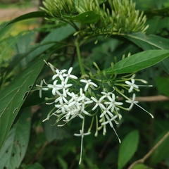 Pavetta
