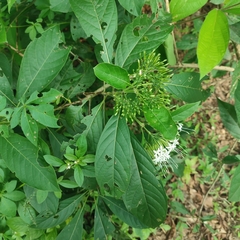 Pavetta