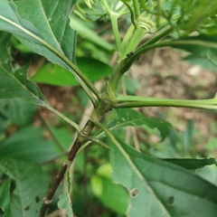 Pavetta