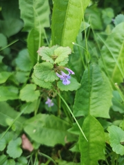 Glechoma hederacea