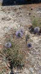 Echinops spinosissimus