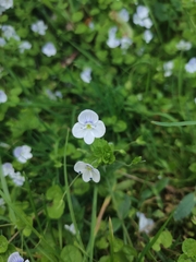 Veronica filiformis