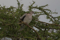 Streptopelia decipiens