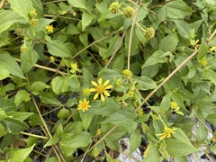 Wollastonia