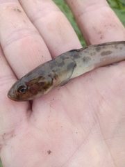 Lepidogobius lepidus