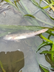 Lepidogobius lepidus