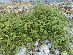 Wollastonia