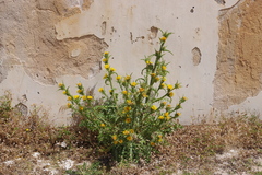 Scolymus grandiflorus