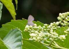 Prosotas aluta nanda