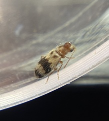 Notoxus calcaratus