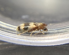 Notoxus calcaratus