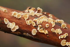 Marasmiellus affixus