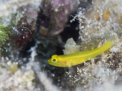 Gobius auratus