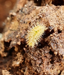 Subcoccinella vigintiquatuorpunctata