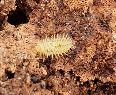 Subcoccinella vigintiquatuorpunctata