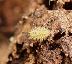 Subcoccinella vigintiquatuorpunctata