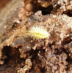 Subcoccinella vigintiquatuorpunctata
